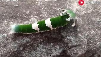 吃瓜视频动物大全