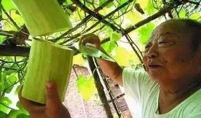 砍瓜存到冬天吃