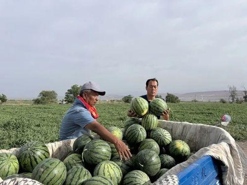 广埠屯吃瓜事件,一场网络舆论的风暴与反思