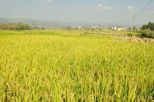 瓜洲镇吃的,舌尖上的江南风情