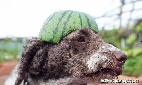 狗狗吃自己瓜羊水