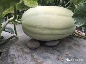 去瓜地找瓜吃,一场寻瓜之旅的欢乐体验