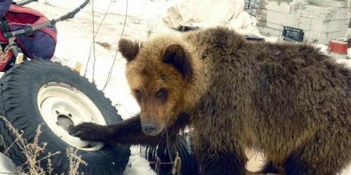 绷带熊吃瓜,绷带熊的甜蜜瓜果时光