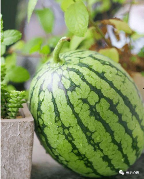 吃瓜现象的原因,社交时代下的娱乐狂欢与心理需求