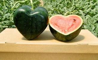 吃瓜现象的原因,社交时代下的娱乐狂欢与心理需求