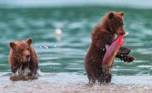 吃瓜小熊黎深,揭秘娱乐圈背后的故事