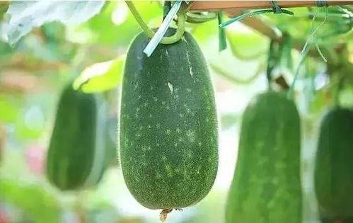 种瓜吃瓜,收获幸福生活