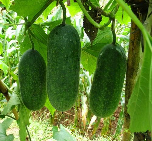 种瓜吃瓜,收获幸福生活