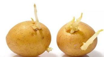 吃瓜群众土豆,揭秘娱乐圈背后的那些事儿