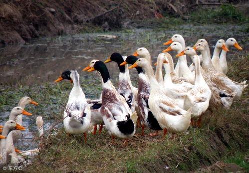 养鸭吃瓜直播,趣味农业新体验