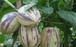 吃茄瓜心慌,揭秘茄瓜中的神秘成分引发的心慌现象